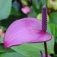 Anthurium