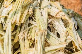 Bagasse