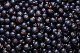 Blackcurrant