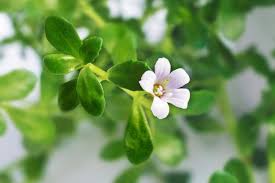 Brahmi