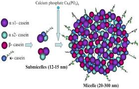 Casein