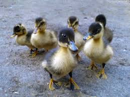 Ducklings