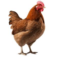 Hen