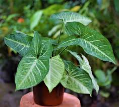 Syngonium