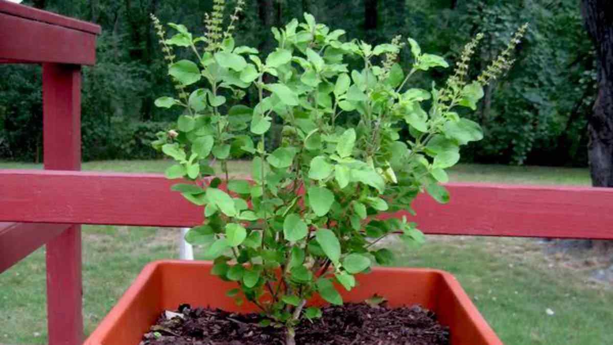 Tulsi