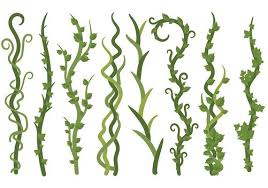 Vine
