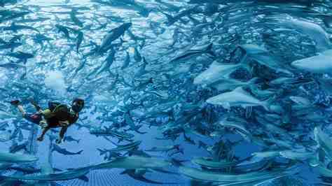 Aquaculture